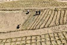 “十四五”以来 “三北”工程完成荒漠化综合治理面积超2亿亩