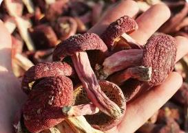 福建：“小特产”长成“大产业”