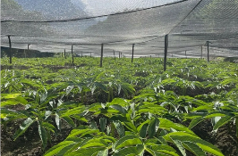 林地间上演“掘金故事” 四川盐边魔芋“长”出四亿元产业链