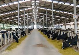 广东牛羊产业专家：牛羊肉在粤发展空间巨大