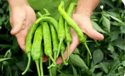 江西有机产品总量跻身全国“第一方阵”