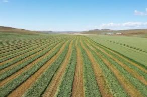 内蒙古下达资金1亿元支持培育草业新质生产力