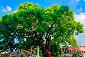 第一批“国保单位·古树名木”协同保护名录公布