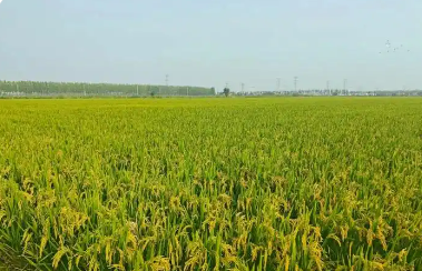 “小产品”推向“大市场”——天津农业高质量发展一线观察