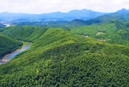 青山成了“金山”！我国林草产业年产值突破10万亿元