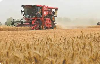 山西全力抢收抢烘确保颗粒归仓