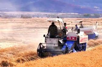 内蒙古呼伦贝尔17万亩寒地水稻丰收