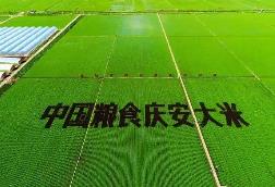 黑龙江庆安为稻米产业注入科技活力