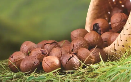 安徽省宁国市：小核桃敲开“致富门”