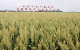 “小麦之乡”的种业振兴密码