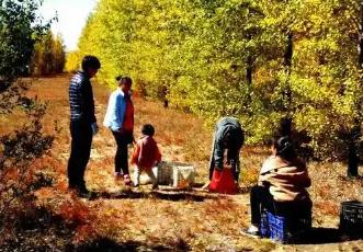 从“漏网之豆” 到文旅新秀：内蒙古乡野“捡秋”成风潮