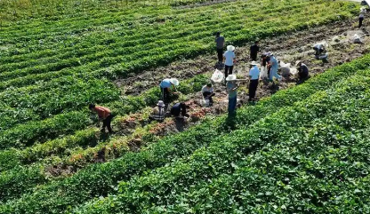 四川古蔺“粮烟融合”鼓起农民“钱袋子”