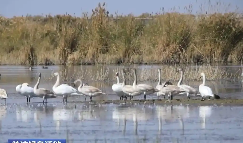 我国多个鸟类濒危物种种群数量稳定增长