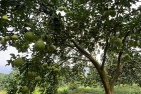 “中国香柚之乡”湖南江永县智能化种植迎来“智慧蝶变”