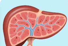 抗肝纤维化给药新体系构成