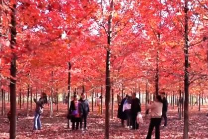 “枫叶+”燃动秋日文旅消费“热引擎” 以旅促农增收再添“金钥匙”