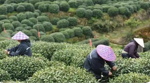 浙江新昌：盘活产业资源 山区农民奔共富