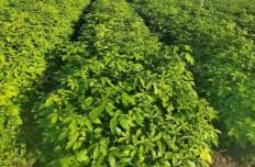 黑龙江：寒地黑土孕丰物 特色经济结硕果