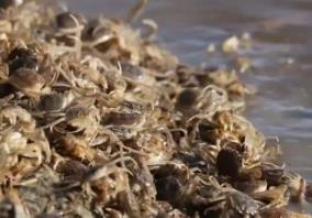 数智护航 大庆河蟹产量居全省榜首