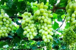 河北怀来葡萄产业种植加工向多元价值延伸