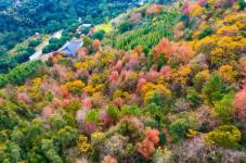 福建森林提质四大举措打造百姓“幸福靠山”