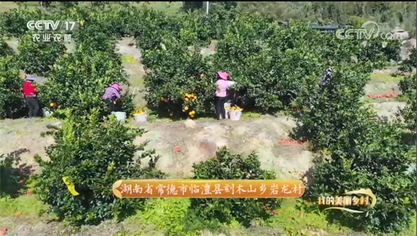  30分钟！临澧岩龙村和美橙登上央视 