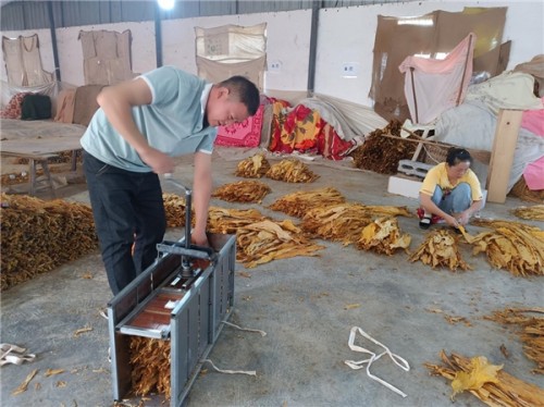 贵州省凤冈县烟草专卖局：烟叶收购设置“三杆秤”，称出公正廉洁效益