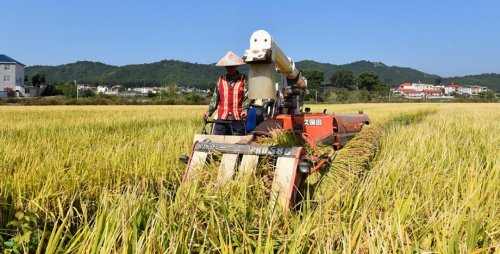 科技赋能，粮烟双优！烟叶产区助力藏粮于技、保障粮食安全