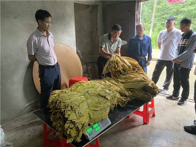 多措并举做好烟叶分级预检工作，助力烟叶产业蓬勃发展